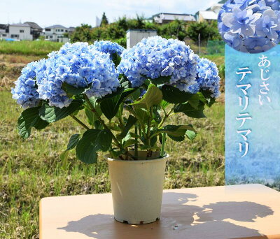 母の日に贈る紫陽花 アジサイ 人気 おすすめランキング25選 23年版 ベストプレゼントガイド 母の日に贈る紫陽花 アジサイ 人気 おすすめランキング25選 23年版 ベストプレゼントガイド