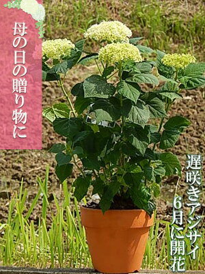 7月に開花お誕生日プレゼントの贈り物に当店おすすめアナベルアジサイプレゼントにおすす2022年6月開花の遅咲アジサイアジサイ鉢植えアジサイアナベル鉢植えアナベル紫陽花別名アメリカアジサイ紫陽花鉢植えアナベル花鉢母の日アジサイ