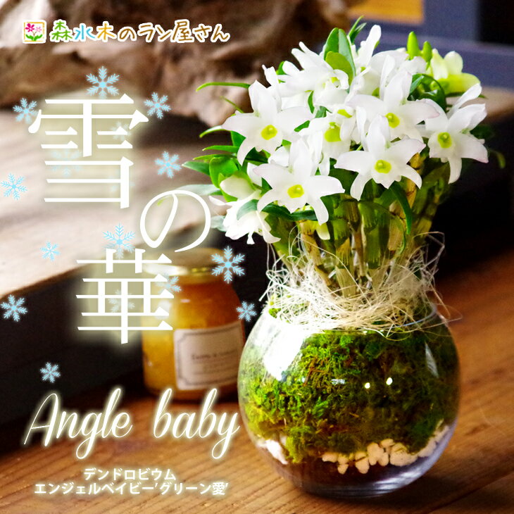 胡蝶蘭 退職祝いプレゼント 人気ランキング21 ベストプレゼント