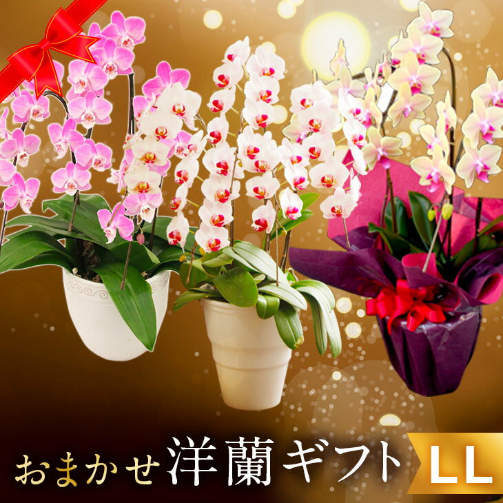 おしゃれな鉢植えのフラワーギフトランキング21 母の日には可愛いバラがおすすめ ベストプレゼントガイド