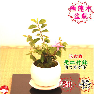 父の日にプレゼントする花 人気ランキング12選 鉢植えや盆栽もおすすめ 22年最新 ベストプレゼントガイド 父の日にプレゼントする花 人気ランキング12選 鉢植えや盆栽もおすすめ 22年最新 ベストプレゼントガイド