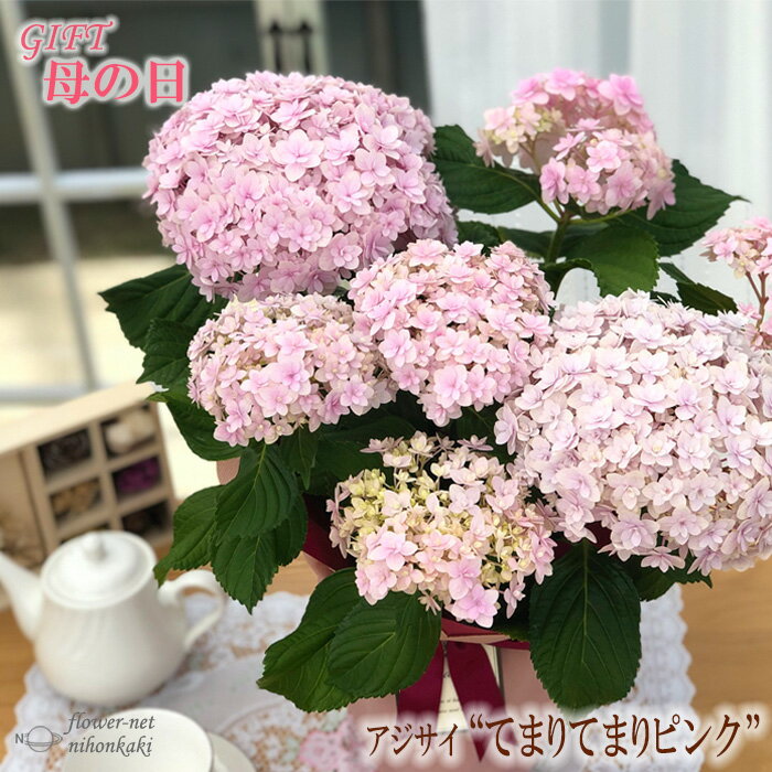 紫陽花 アジサイ 母の日プレゼント 人気ランキング21 ベストプレゼント