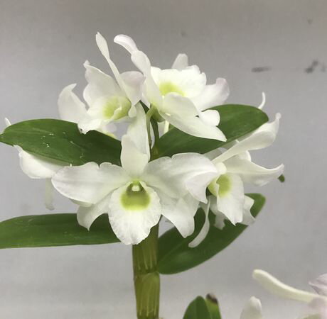 花 デンドロビウム 人気ブランドランキング22 ベストプレゼント