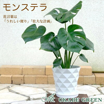 母の日ギフトに人気の観葉植物 おすすめ通販ランキングtop15 ベストプレゼントガイド