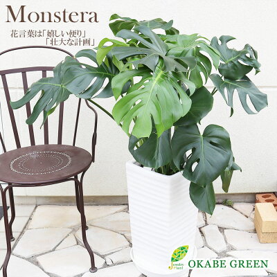観葉植物 モンステラ 8号 デザイン白高陶器鉢 【現品】 受皿付き バレンタインデー お正月 母の日 ギフト おしゃれ 受け皿付 鉢植え お祝い 誕生日 ギフト プレゼント 開店祝い 引越祝い 新築祝い インテリア 送料無料 おしゃれ #ロスフラワー企画