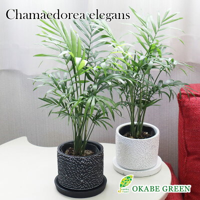観葉植物 テーブルヤシ 小さい 選べる白黒筒陶器 ソーサー付き バレンタインデー お正月 母の日 ギフト おしゃれ 小さい お祝い 誕生日 ギフト プレゼント インテリア 送料無料 #ロスフラワー企画