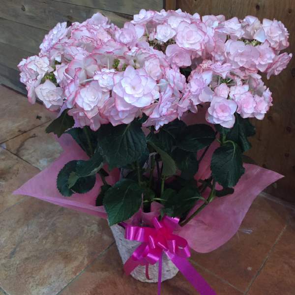 紫陽花 アジサイ 母の日プレゼント 人気ランキング22 ベストプレゼント