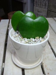 彼女への観葉植物 クリスマスプレゼント 人気ランキング21 ベストプレゼント 彼女への観葉植物 クリスマスプレゼント 人気ランキング21 ベストプレゼント