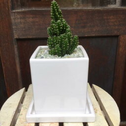 彼女への観葉植物 クリスマスプレゼント 人気ランキング21 ベストプレゼント 彼女への観葉植物 クリスマスプレゼント 人気ランキング21 ベストプレゼント