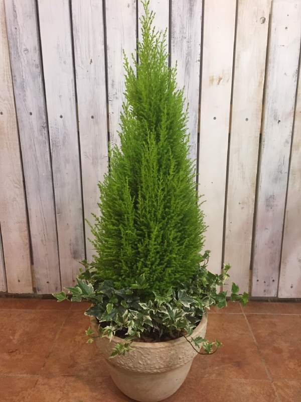 観葉植物 引越 引っ越し祝いプレゼント 人気ランキング21 ベストプレゼント