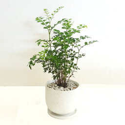 観葉植物 シマトネリコ 人気ブランドランキング21 ベストプレゼント 観葉植物 シマトネリコ 人気ブランドランキング21 ベストプレゼント