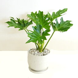 観葉植物 人気ブランドランキング22 ベストプレゼント 観葉植物 人気ブランドランキング22 ベストプレゼント