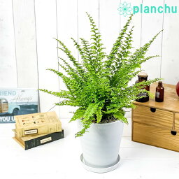 観葉植物 シダ 人気ブランドランキング21 ベストプレゼント 観葉植物 シダ 人気ブランドランキング21 ベストプレゼント