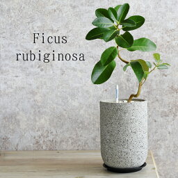 観葉植物 ゴムの木 人気ブランドランキング22 ベストプレゼント 観葉植物 ゴムの木 人気ブランドランキング22 ベストプレゼント