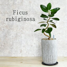 男性 メンズへの観葉植物 誕生日プレゼント 人気ランキング23 ベストプレゼント 男性 メンズへの観葉植物 誕生日プレゼント 人気ランキング23 ベストプレゼント