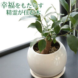 男性 メンズへの観葉植物 誕生日プレゼント 人気ランキング21 ベストプレゼント