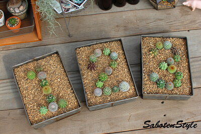 母の日ギフトにおすすめのサボテン 人気ブランドランキングtop12 21年版 ベストプレゼントガイド 母の日ギフトにおすすめのサボテン 人気ブランドランキングtop12 21年版 ベストプレゼントガイド