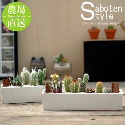 女性への観葉植物 人気プレゼントランキング22 ベストプレゼント 女性への観葉植物 人気プレゼントランキング22 ベストプレゼント