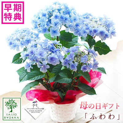 【早期予約!専門店の花ギフト!】母の日ギフト アジサイ 母の日ギフト アジサイ 紫陽花 達人のあじさい ふわわ 鉢花ギフト プレゼント【送料無料・北海道 沖縄・東北発送不可】【カーネーションより人気の鉢植え】