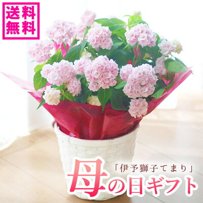 【☆2023予約】母の日 プレゼント アジサイ 紫陽花 山アジサイ 伊予獅子テマリ ししてまり 鉢花 獅子手毬 母の日ギフト 【送料無料・北海道沖縄東北発送不可】【カーネーションより人気の鉢植え】【おすすめ】【毎年楽しめる】