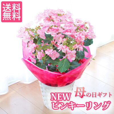 【遅れてごめんね特割!】母の日ギフト アジサイ 紫陽花 希少アジサイ 紫陽花 ピンキーリング ピンク 鉢花ギフト プレゼント【送料無料・北海道沖縄東北発送不可】【カーネーションより人気の鉢植え】【実用的なものより喜ばれる】