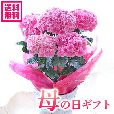 【早期予約!専門店の花ギフト!】母の日ギフト 紫陽花 ルビー アジサイ 紫陽花アジサイ 紫陽花 達人のあじさい 筑紫ルビー 鉢花【送料無料・北海道 沖縄・東北発送不可】【プレゼント】【カーネーションより人気の鉢植え】【おすすめ】【おしゃれ】