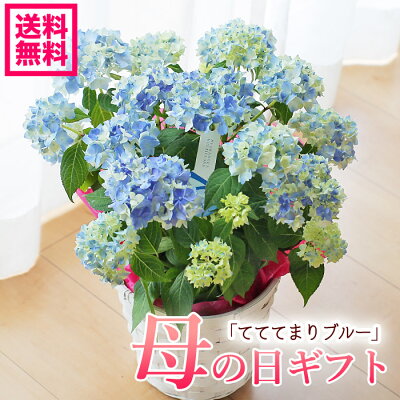 【遅れてごめんね!花ギフト!】母の日ギフト アジサイ 紫陽花 山アジサイ テテテマリブルー てててまりブルー 鉢花 てて手毬 母の日ギフト プレゼント【送料無料・北海道沖縄東北発送不可】【カーネーションより人気の鉢植え】
