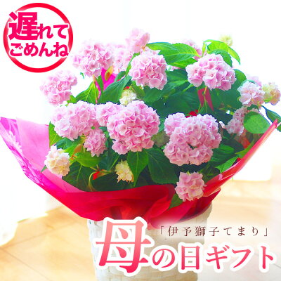 【☆2023予約】母の日 プレゼント アジサイ 紫陽花 山アジサイ 伊予獅子テマリ ししてまり 鉢花 獅子手毬 母の日ギフト 【送料無料・北海道沖縄東北発送不可】【カーネーションより人気の鉢植え】【おすすめ】【毎年楽しめる】