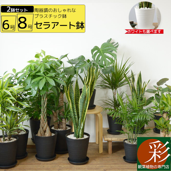 観葉植物 新築祝い 新居祝いプレゼント 人気ランキング21 ベストプレゼント