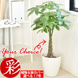 男性 メンズへの観葉植物 人気プレゼントランキング23 ベストプレゼント 男性 メンズへの観葉植物 人気プレゼントランキング23 ベストプレゼント