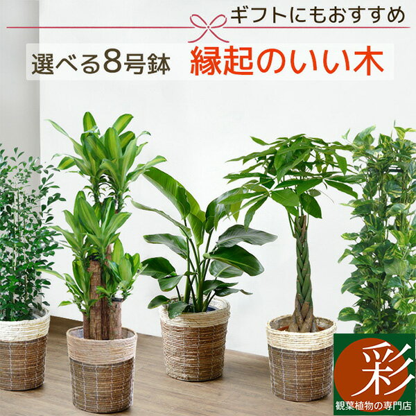 観葉植物 新築祝い 新居祝いプレゼント 人気ランキング22 ベストプレゼント