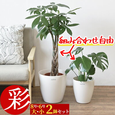 観葉植物 8号+6号 2鉢セット 鉢カバー付 大型 おしゃれ インテリア モンステラ 幸福の木 パキラ サンスベリア ユッカ クルシア ザミオクルカス アレカヤシ アンスリウム ポトス ストレリチア・オーガスタ ゲッキツ 開店祝い 移転祝い 室内 オフィス ギフト プレゼント