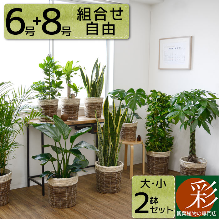 母の日ギフトに人気の観葉植物 おすすめ通販ランキングtop15 ベストプレゼントガイド