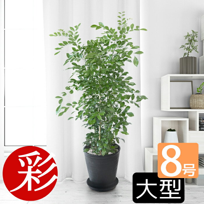 男性 メンズへの観葉植物 人気プレゼントランキング23 ベストプレゼント