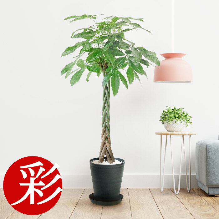 観葉植物 人気ブランドランキング22 ベストプレゼント