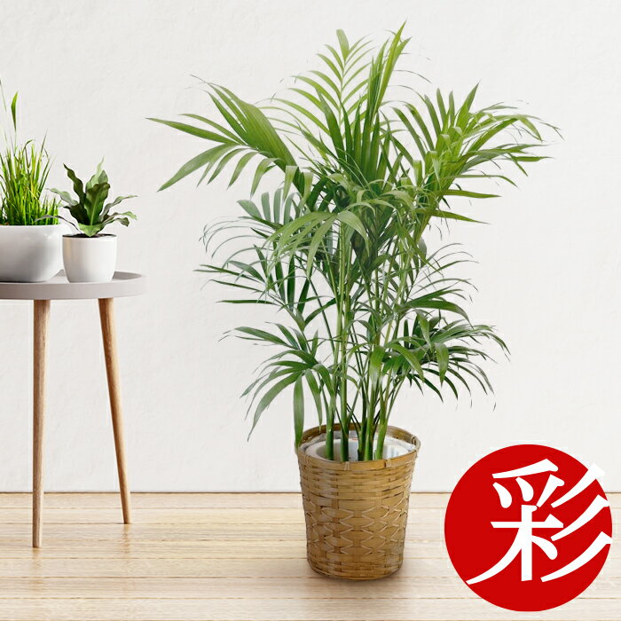 観葉植物 人気ブランドランキング22 ベストプレゼント