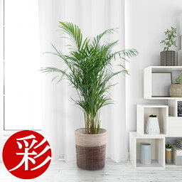 観葉植物 引越 引っ越し祝いプレゼント 人気ランキング22 ベストプレゼント 観葉植物 引越 引っ越し祝いプレゼント 人気ランキング22 ベストプレゼント