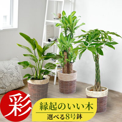 観葉植物 8種類の樹種から選べる 8号 鉢カバー付セット 幸福の木 ユッカ ストレリチア・オーガスタ ポトス タワー仕立て ゲッキツ サンスベリア アレカヤシ パキラ インテリア おしゃれ 開店祝い 移転祝い 大型 室内 ギフト プレゼント