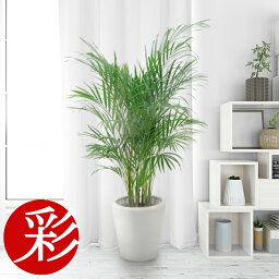 観葉植物 引越 引っ越し祝いプレゼント 人気ランキング22 ベストプレゼント 観葉植物 引越 引っ越し祝いプレゼント 人気ランキング22 ベストプレゼント