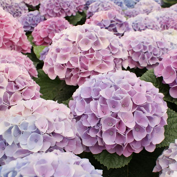 母の日のプレゼントでもらって嬉しいお花 フラワーギフト25選 22年最新 ベストプレゼントガイド