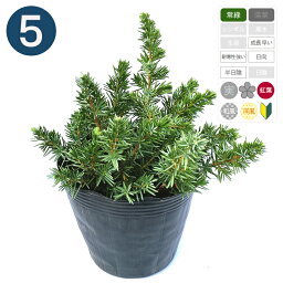観葉植物 コニファー 人気ブランドランキング21 ベストプレゼント 観葉植物 コニファー 人気ブランドランキング21 ベストプレゼント