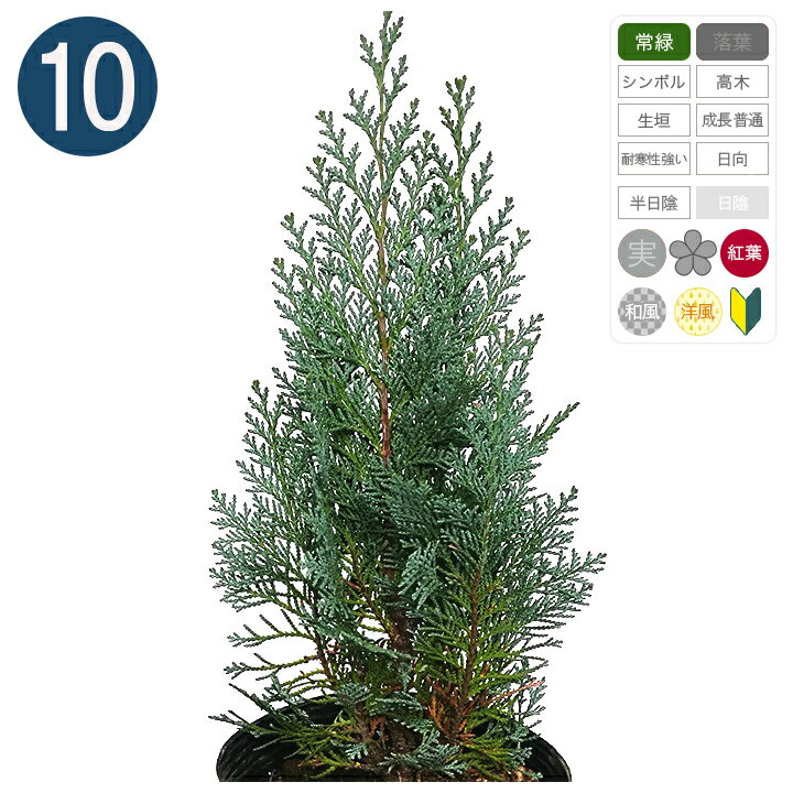 観葉植物 コニファー 人気ブランドランキング21 ベストプレゼント