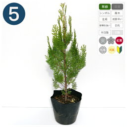 観葉植物 コニファー 人気ブランドランキング21 ベストプレゼント 観葉植物 コニファー 人気ブランドランキング21 ベストプレゼント