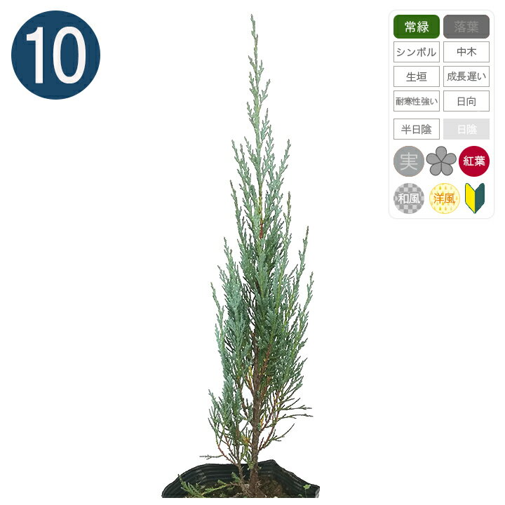 観葉植物 コニファー 人気ブランドランキング21 ベストプレゼント