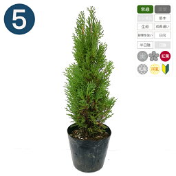 観葉植物 コニファー 人気ブランドランキング ベストプレゼント