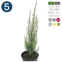 観葉植物 コニファー 人気ブランドランキング21 ベストプレゼント 観葉植物 コニファー 人気ブランドランキング21 ベストプレゼント