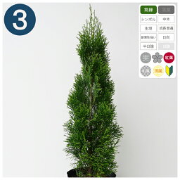 観葉植物 コニファー 人気ブランドランキング21 ベストプレゼント 観葉植物 コニファー 人気ブランドランキング21 ベストプレゼント
