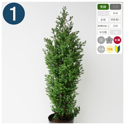 観葉植物 コニファー 人気ブランドランキング21 ベストプレゼント 観葉植物 コニファー 人気ブランドランキング21 ベストプレゼント