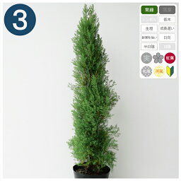 観葉植物 コニファー 人気ブランドランキング21 ベストプレゼント 観葉植物 コニファー 人気ブランドランキング21 ベストプレゼント