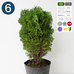 観葉植物 コニファー 人気ブランドランキング21 ベストプレゼント 観葉植物 コニファー 人気ブランドランキング21 ベストプレゼント